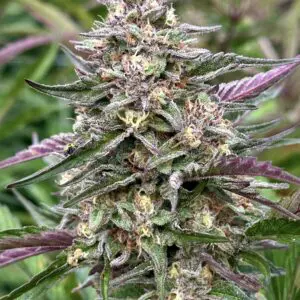 Zkittlez | Photo Fem | Atlas R&D Line | 5 pack