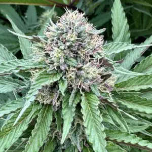 Zkittlez Auto | Autoflower Fem | Atlas R&D Line | 5 pack