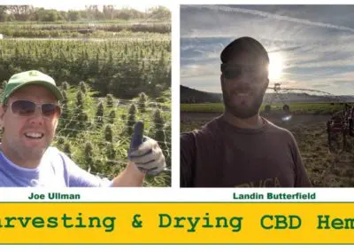 How to Harvest & Dry CBD Hemp