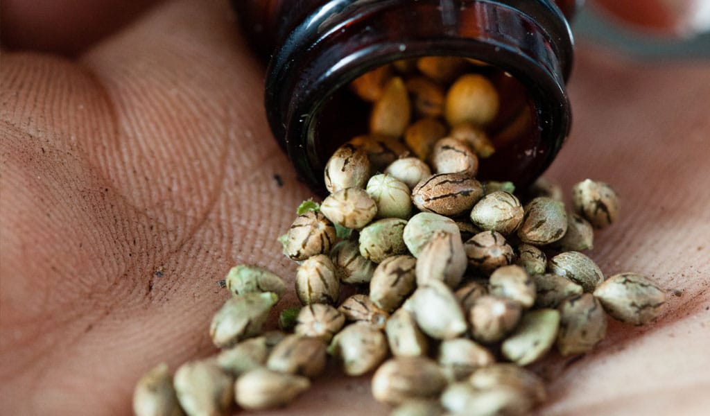 cannabis seeds