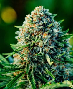 Gummibears – Seed Pack