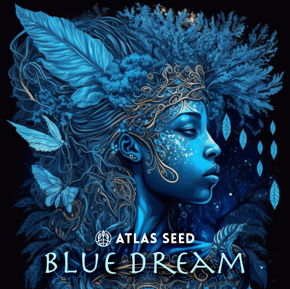 Blue Dream Semi - Retail Cannabis Seed Pack - Image 2