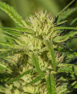 Banjo – Bulk Seed