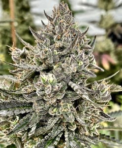 Cheetah the Hut – Bulk Seed