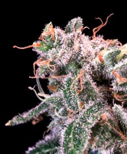 Kombucha Cream – Bulk Seed