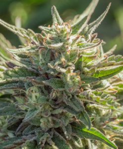 Mythic Cheetah – Bulk Seed