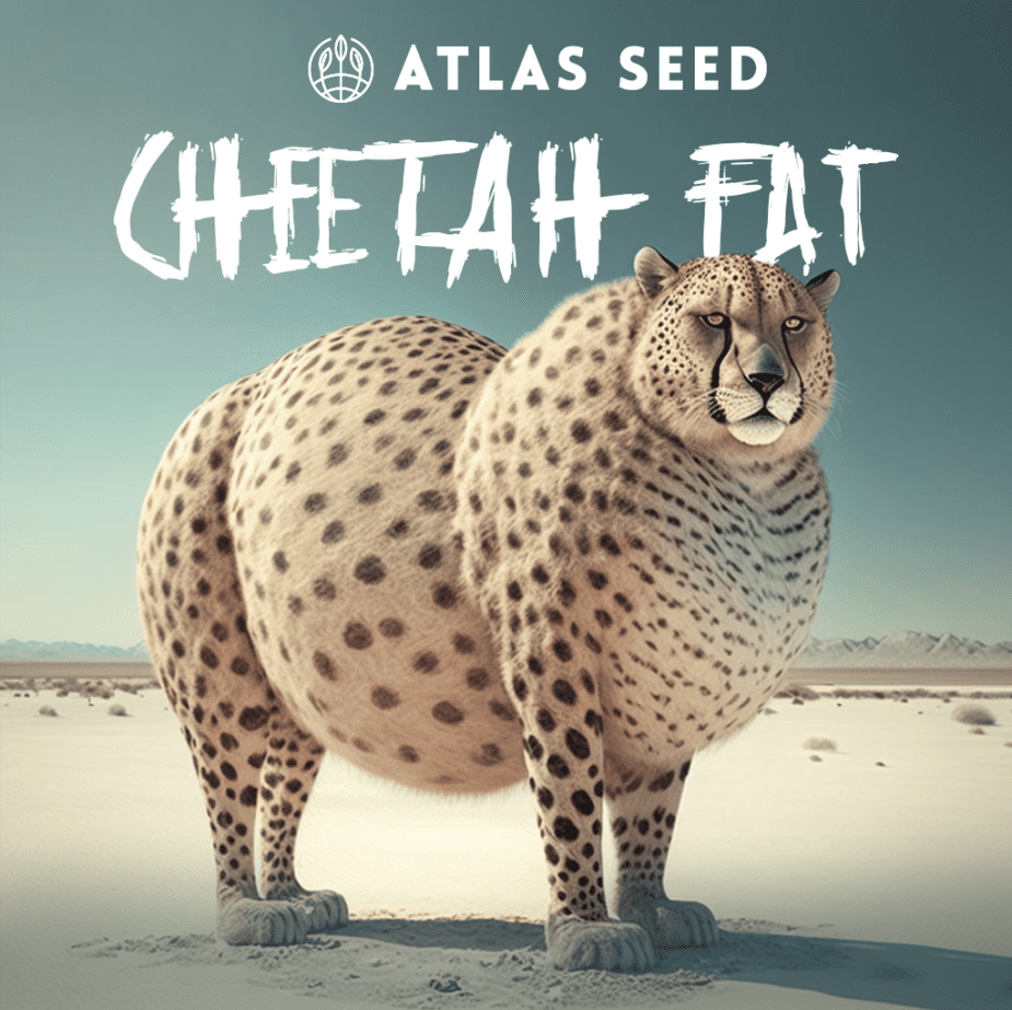 Cheetah Fat - Retail Cannabis Seed Pack - Image 2