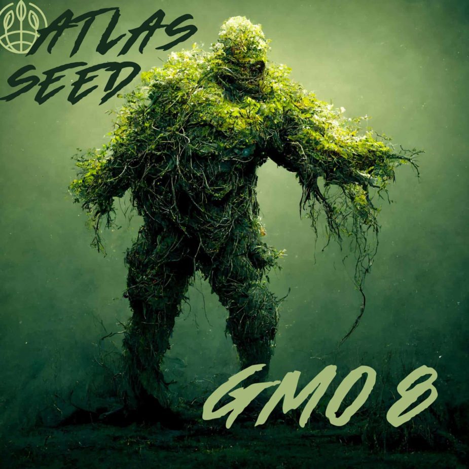 GMO 8 Auto - Retail Cannabis Seed Pack - Image 2