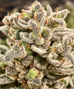 Mendo Breath – Seed Pack