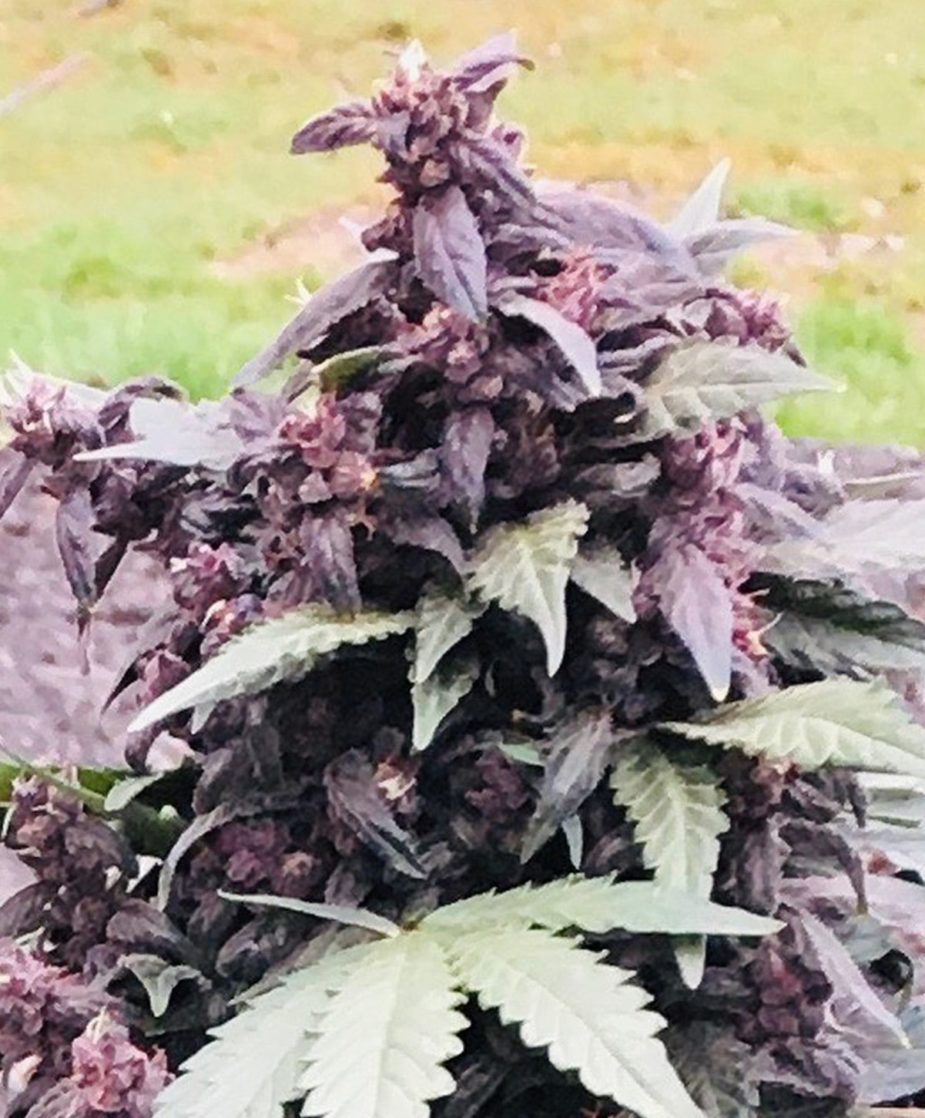 Purple Star - Retail Cannabis Seed Pack