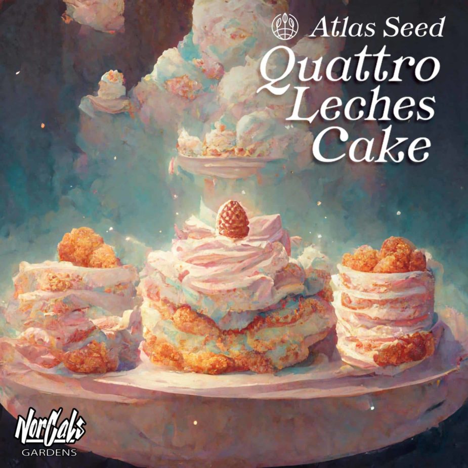 Quattro Leches Cake - Retail Cannabis Seed Pack - Image 2