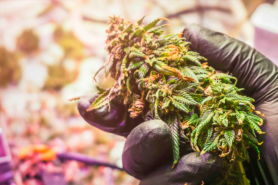 Post Harvest Series: Mastering the Art of Drying and Curing Cannabis