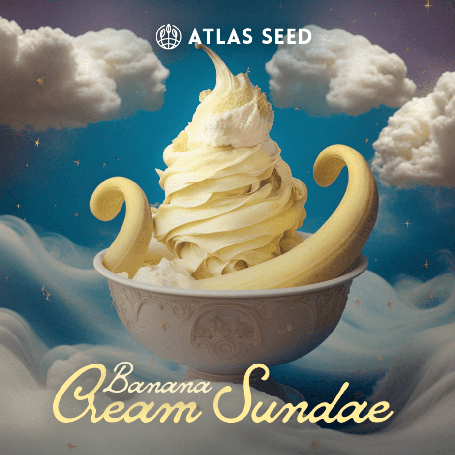 Banana Cream Sundae - Retail Cannabis Seed Pack - Image 2