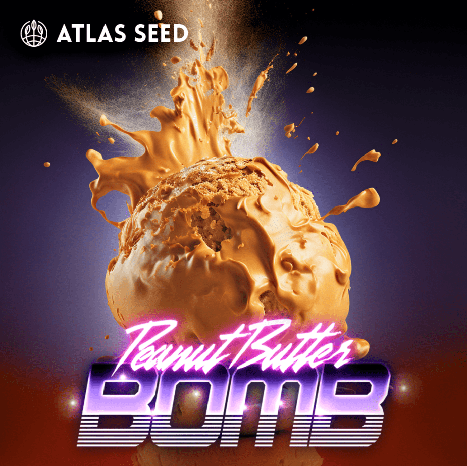 Peanut Butter Bomb - Retail Cannabis Seed Pack - Image 2