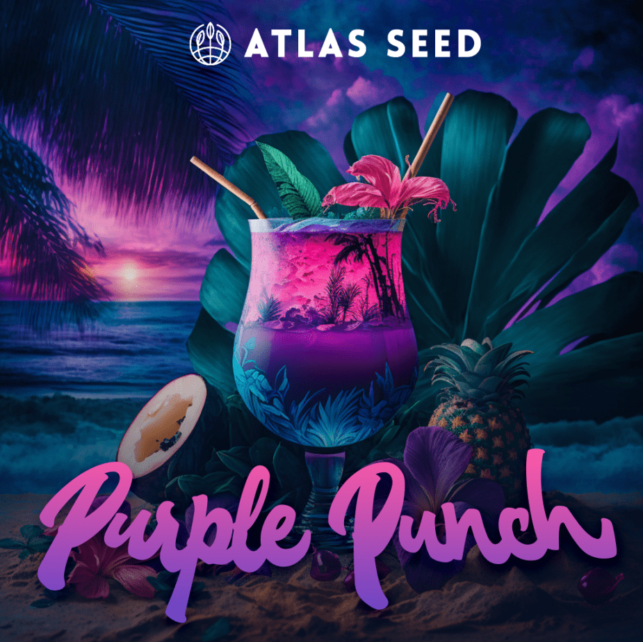 Purple Punch - Retail Cannabis Seed Pack - Image 2