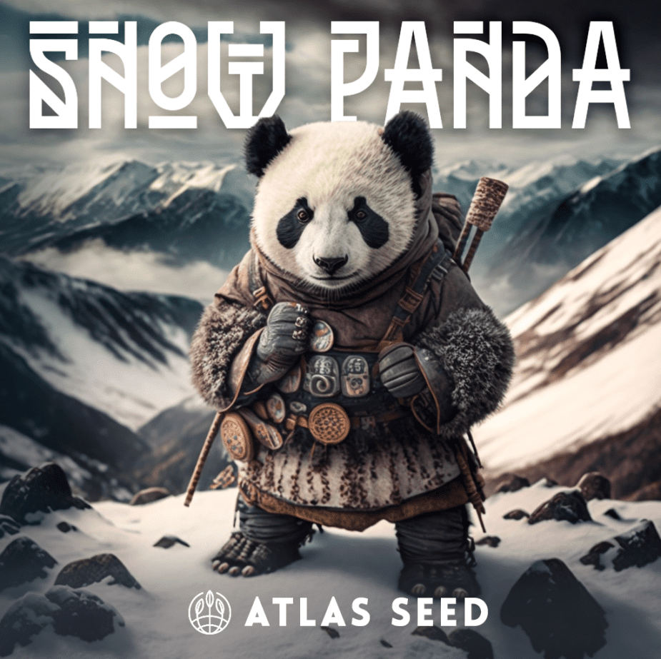 Snow Panda - Retail Cannabis Seed Pack - Image 2