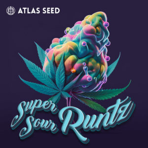 Super Sour Runtz – Wholesale Seed Pack