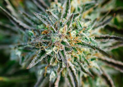 Cultivating Cannabis for High Potency