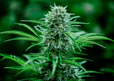 Choosing the Right Genetics: Unleashing the Potential of Your Cannabis Cultivation