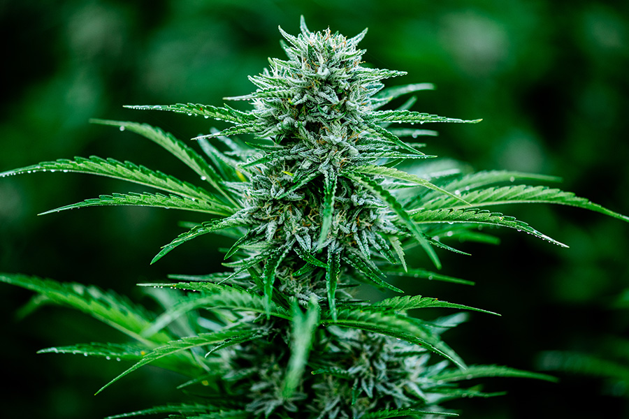 Choosing the Right Genetics: Unleashing the Potential of Your Cannabis Cultivation