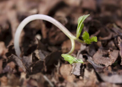 Preventing Damping Off: A Guide to Protecting New Seedlings