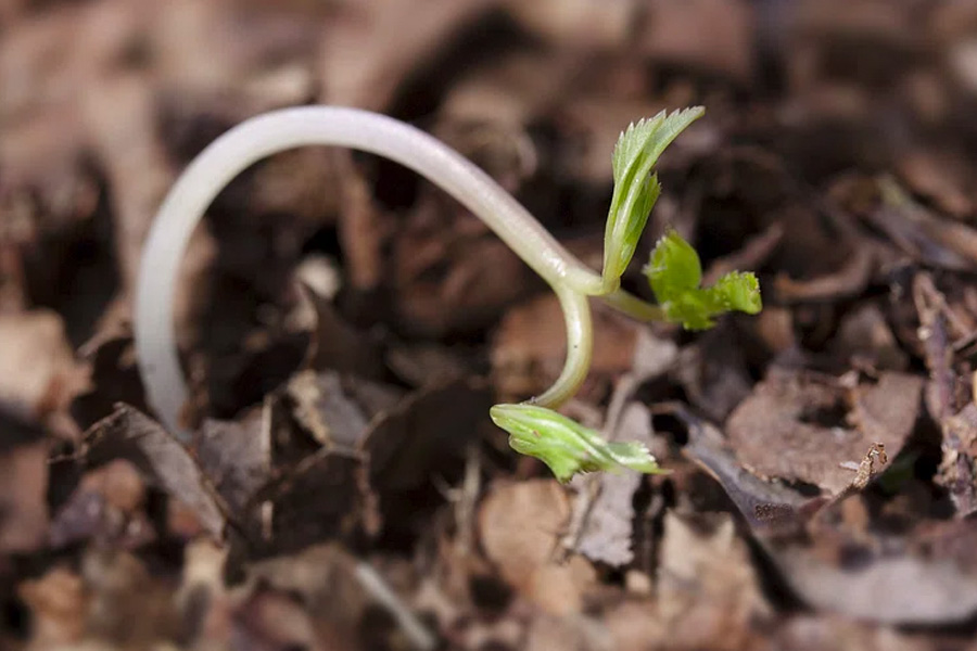 Preventing Damping Off: A Guide to Protecting New Seedlings