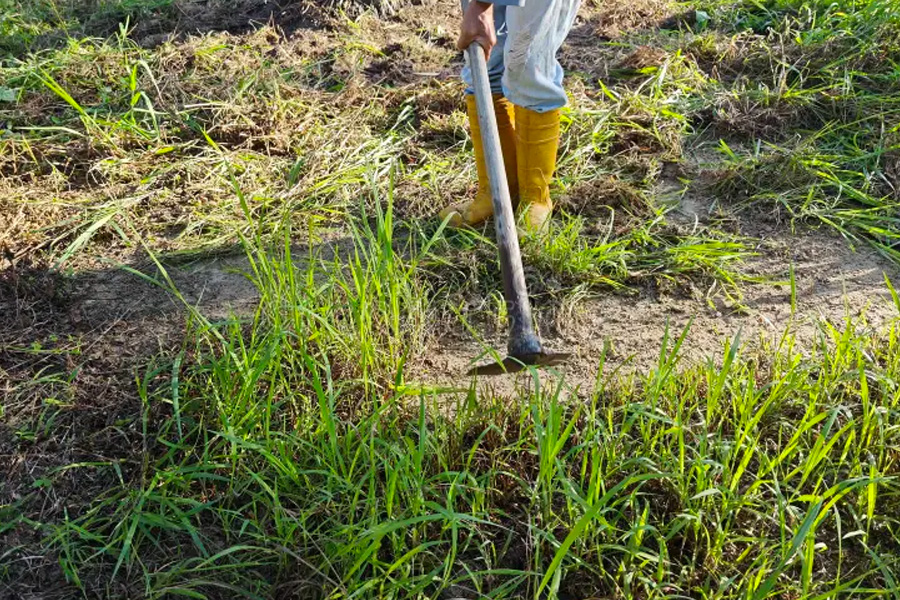 Hand Cultivation Tools