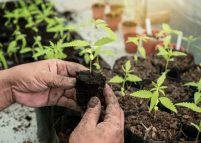 Planting Full Term Seedlings and Clones