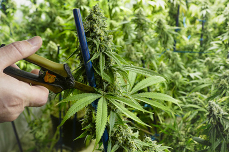 The Art Of Pruning And De-leafing Cannabis Plants: Maximizing Yield And ...