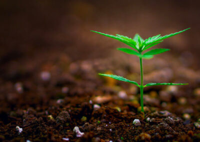 Cannabis Seeding Process