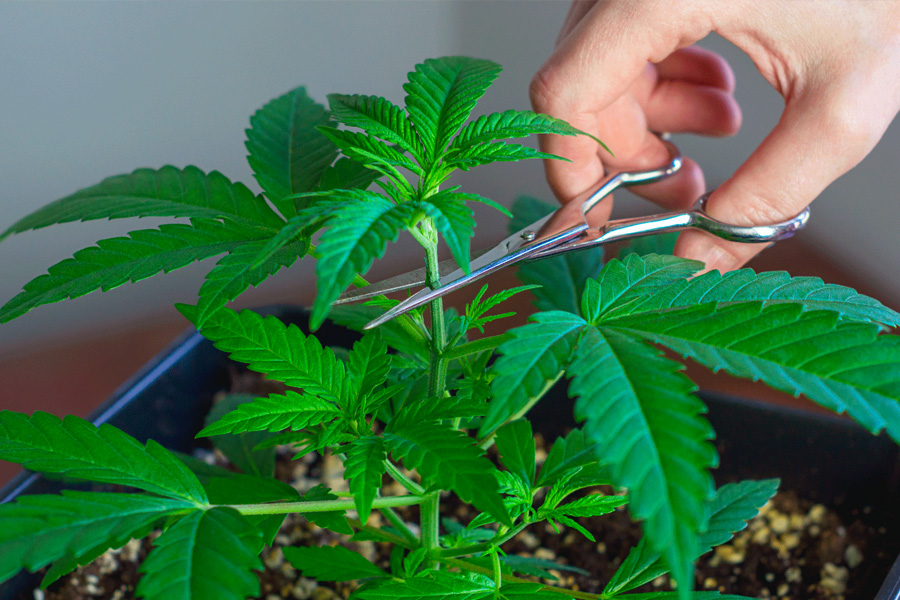 Topping and Trellising in Cannabis Cultivation: Maximizing Top-Quality Flower Production