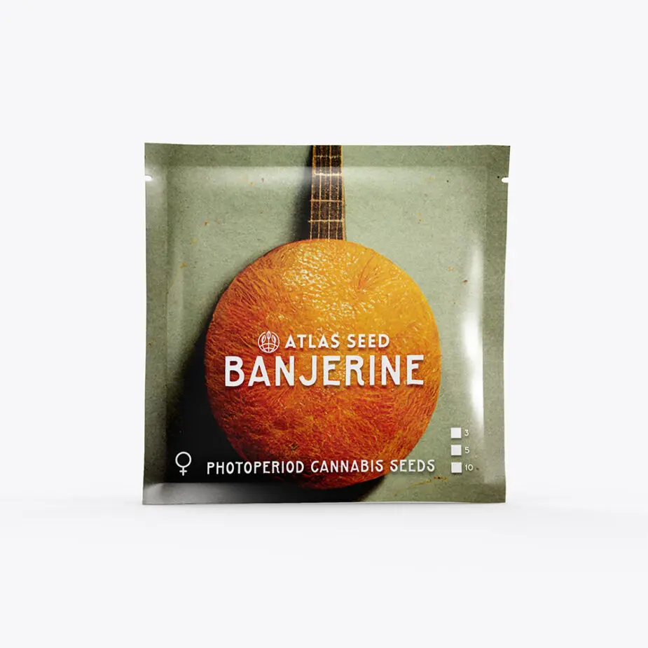 Banjerine - Retail Cannabis Seed Pack - Image 2