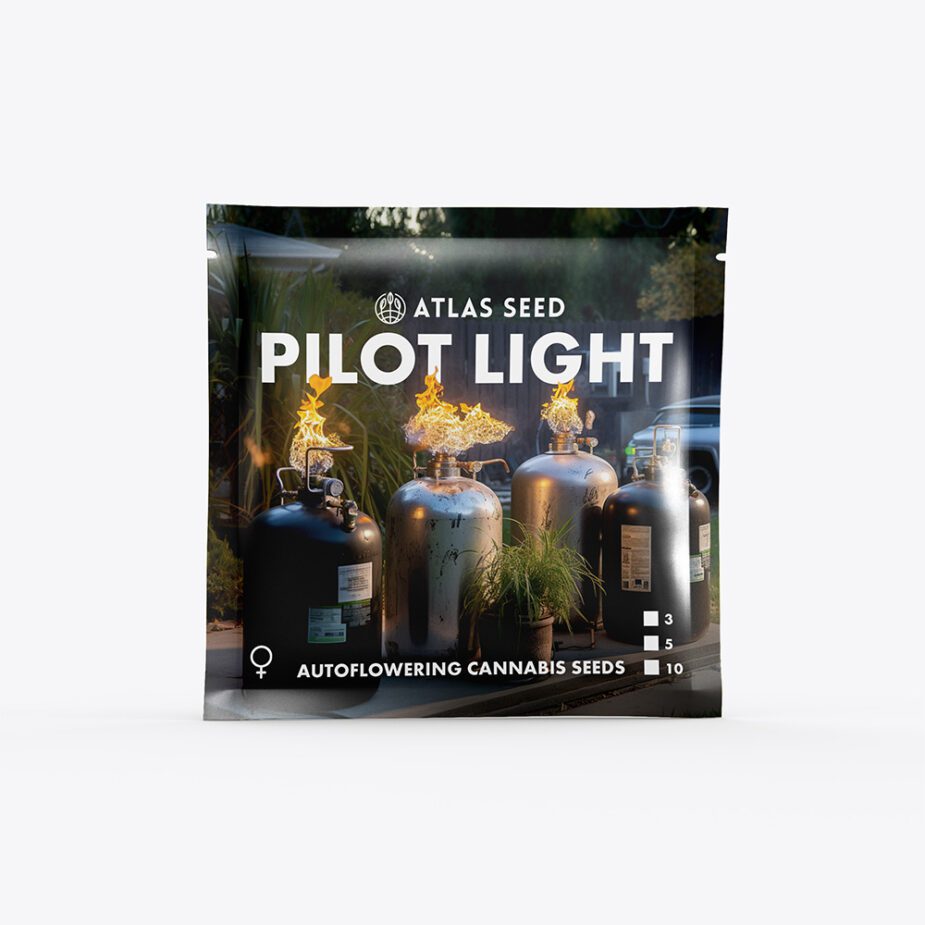 Pilot Light auto - Retail Cannabis Seed Pack - Image 2