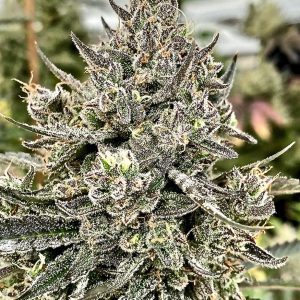 Cheetah the Hut - Seed Pack