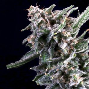 Cherry Lime Reserve - Seed Pack