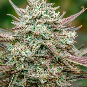 Face Fat Auto - Seed Pack