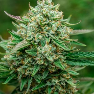 Froot by the Foot Auto - Seed Pack