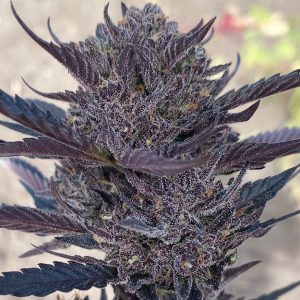 GMO 8 Auto - Seed Pack