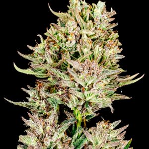 Garlic Jam Auto - Seed Pack