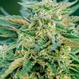 Grease Gun Auto - Seed Pack