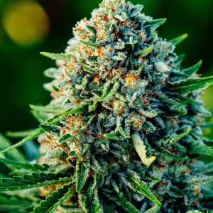 Gummibears Auto - Seed Pack