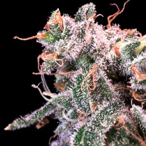 Kombucha Cream - Seed Pack