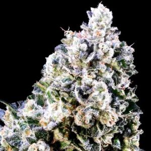 Laundry Shaman - Seed Pack