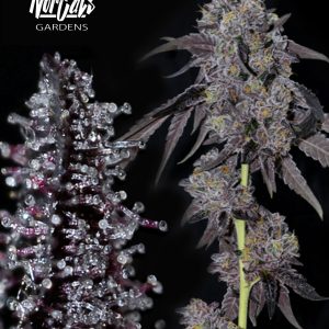 Sherbanger #22 Cutting