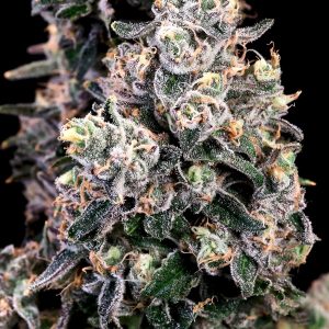 Peanut Butter Bomb - Seed Pack