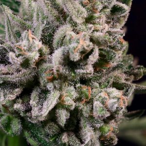 Peanut Butter Breath - Seed Pack