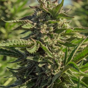 Peanut Butter Souffle - Seed Pack