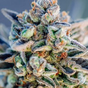 Top Gun Auto - Seed Pack