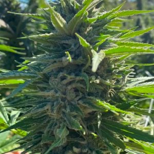 Wedding Cake Auto - Seed Pack