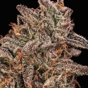 Banana Cream Sundae - Seed Pack